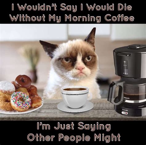 big cat coffee memes|Cats coffee